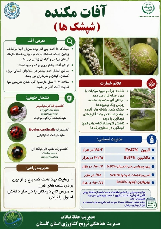 آفات مکنده 